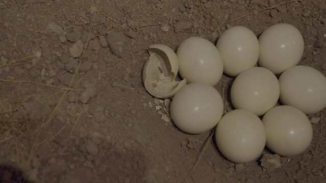 This panning video shows a taxidermy scene of emu eggs.