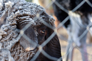 Sad sheep behind a fence, touching look