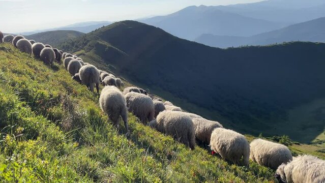 a flock of sheep graze in the high mountains