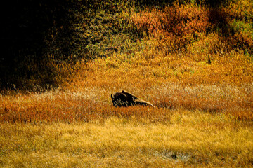Yellowstone Bison