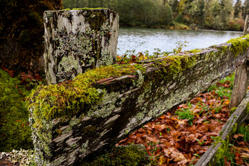 Mossy Fence
