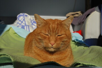 Fototapeta na wymiar ginger cat sitting on a blanket