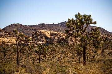 Joshua Tree