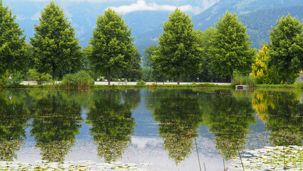 line of trees reflect in the mirror of a pond