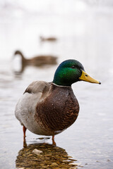 Wild Duck