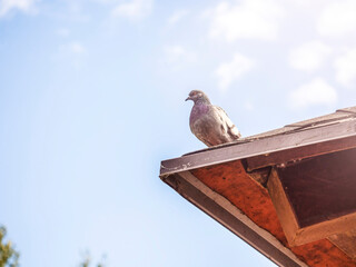 Dove is sitting on a wooden roof against a blue sky.