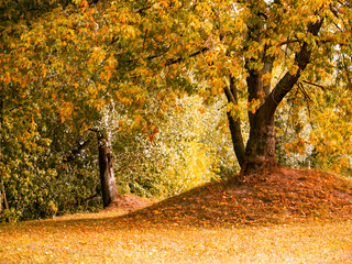 A tree on a hillock in the park.