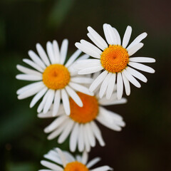 Obraz premium White daisies on dark green background, selective focus. Flower in summer
