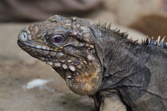The Cuban rock iguana, Cuban ground iguana, Cuban iguana (Cyclura nubila) male in a natural habitat