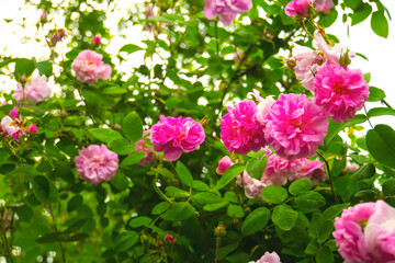 Fototapeta premium Lovely and romantic blooms of the Tea rose in the garden