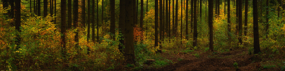 multicolored autumn forest. the bright colors of October. beautiful widescreen panoramic side view