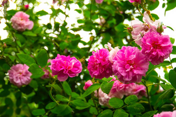 Fototapeta na wymiar Lovely and romantic blooms of the Tea rose in the garden