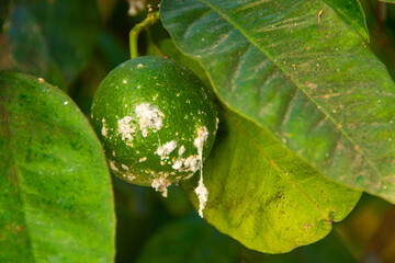 Citrus mealybug, Planococcus citri Hemiptera Pseudococcidae is the dangerous pest of different...
