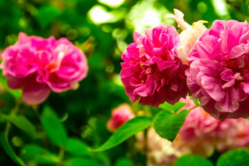 Lovely and romantic blooms of the Tea rose  in the garden
