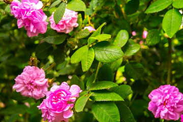 Lovely and romantic blooms of the Tea rose  in the garden