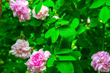 Fototapeta premium Lovely and romantic blooms of the Tea rose in the garden