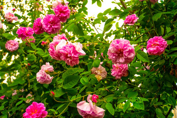 Lovely and romantic blooms of the Tea rose  in the garden