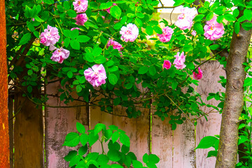 Lovely and romantic blooms of the Tea rose  in the garden