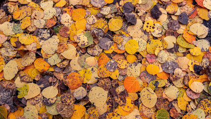 Vibrant Colored Fall Aspen Leaves On Ground In Colorado