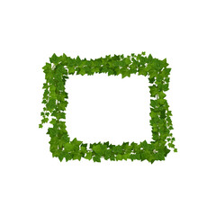 Ivy green leaves and jungle lianas square frame. Vine or ivy shrub leaf vector rectangular frame, nature foliage and climbing plants green border