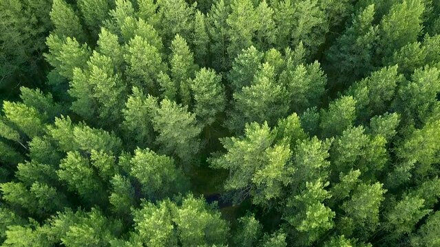 Top view of tops of coniferous forest in summer. Clip. Beautiful coniferous forest with green trees. Dense wild forest with coniferous trees in summer