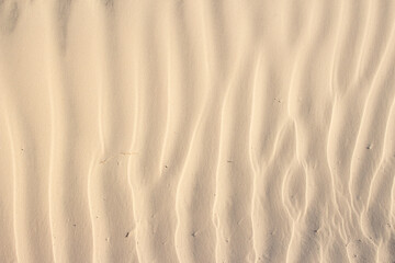sand beige texture  in a sunny day - texture