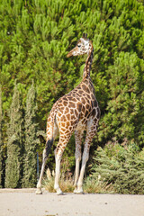giraffe