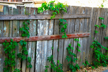 wooden fence overgrown with ivy