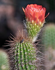 cactus with red flower