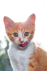 Red kitten licks his nose after eating. Feeding pets