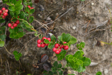 Red ripe lingonberry close-up. Red cranberry berry in the forest. Red cranberries growing in the wild forest.