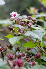 zarzamoras silvestres en la sierra de neverias, autlan de navarro, jalisco mexico