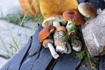 Forest mushroom boletus, cep, porcini, chanterelle collected in a wooden wicker basket. Late summer...