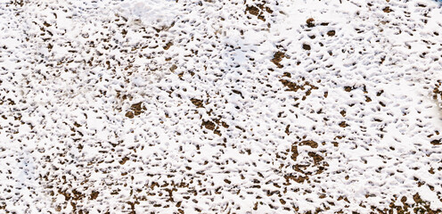 Plants covered with snow