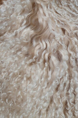 vertical close up of lamb curly furs as warm fluffy background