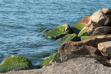 Slimy green moss on beach rocks with blue water
