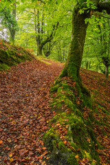 Camino otoñal entre hojas y raices, Otxarreta
