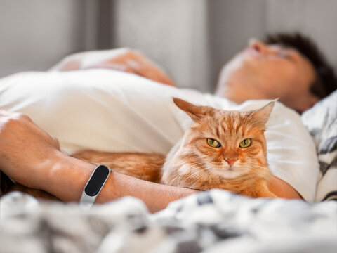 Cute Ginger Cat Is Lying In Bed With Its Owner. Cat Lover Is Sleeping. Healing Power Of Domestic Animals. Sick Man With Fluffy Pet In Bedroom.