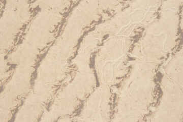 sand beige texture  in a sunny day - texture