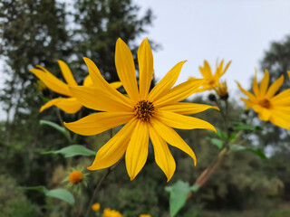 Yellow autumn flower. Flowering of agricultural plants. Jerusalem artichoke flower close up on blurred background of nature. Growing tuberous plants. Concept of a bouquet of wildflowers.