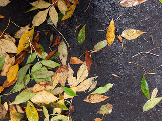 Asphalt with autumn leaves. Thematic content. Top view. Wet fallen leaves on road in city park after rain. Space for text. Concept of autumn weekend in nature.
