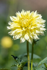 Close up of a canary fubuki dahlia in bloom