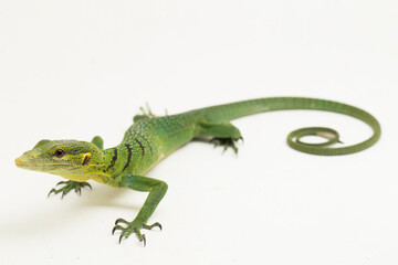 The emerald green tree monitor lizard (Varanus prasinus) isolated on white background