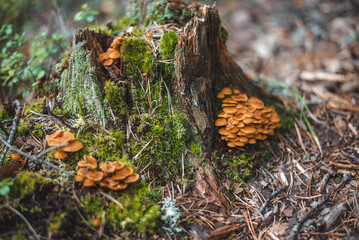 mushrooms in the forest
