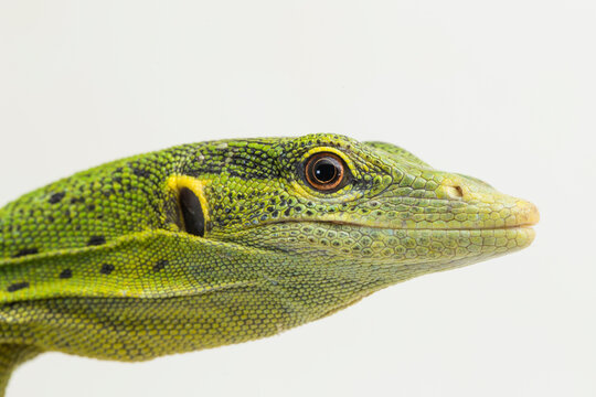 The emerald green tree monitor lizard (Varanus prasinus) isolated on white background