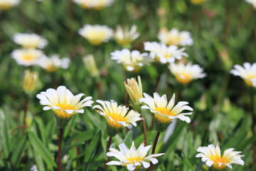 満開の白い花