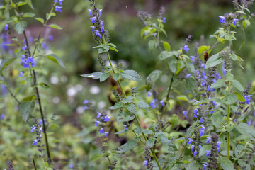 amanecer con neblina en sierra de cacoma