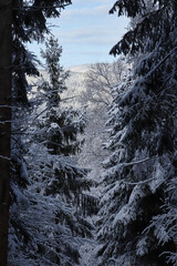 Dark trees covered in snow with sun shining on a mountain in the background on a cold winter day in a forest in the Bavarian Alps of Germany.