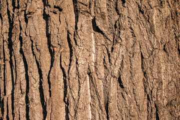 Bark of a big tree in the forest