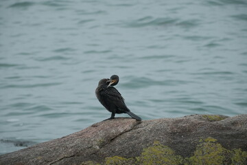 Cormoran de profil . © Richard